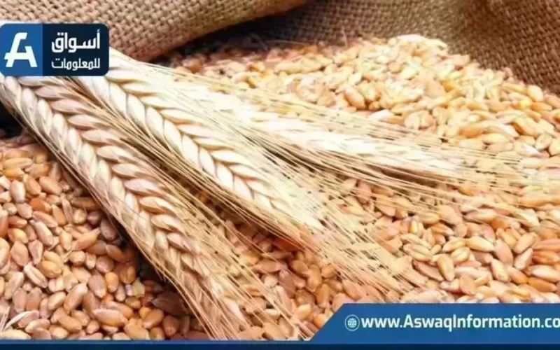 أسعار القمح اليوم الخميس.. سعر الطن الروسي عند التاجر يثير الاهتمام